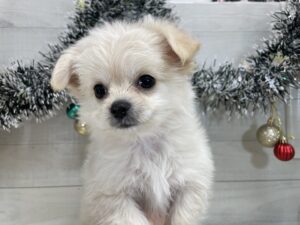 ⑩MIX(父チワワ(ロング)×母マルチーズ)￥273,900(税込)→12/30まで￥240,900(税込)