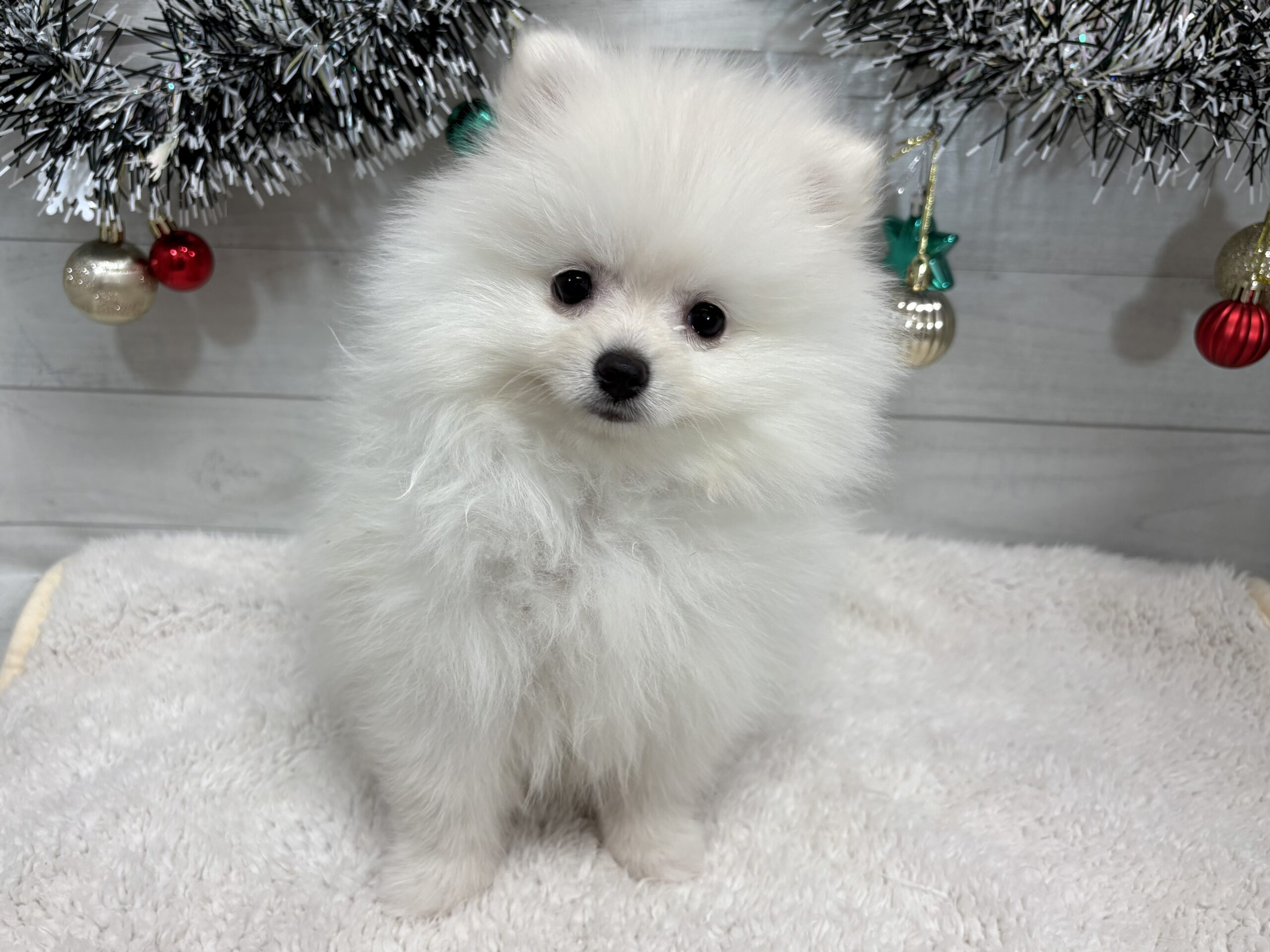 ⑥ポメラニアン