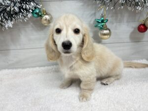 ⑥ミニチュアダックスフンド(ロング)￥218,900(税込)→￥185,900(税込)