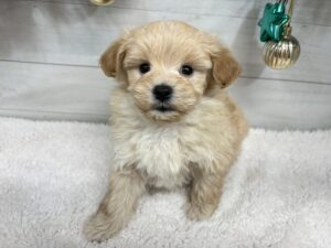 ⑧Mix(父マルチーズ×母トイプードル)￥251,900(税込)→12/30まで￥218,900(税込)