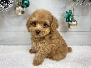 ④トイプードル￥350,900(税込)→12/30まで￥317,900(税込)