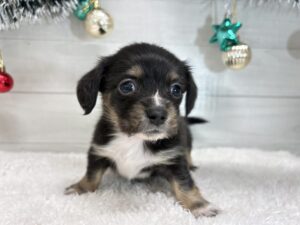 ①Mix(父チワワ(ロング)×母ミニチュアダックスフンド(ロング)￥251,900(税込)→12/30まで￥218,900(税込)