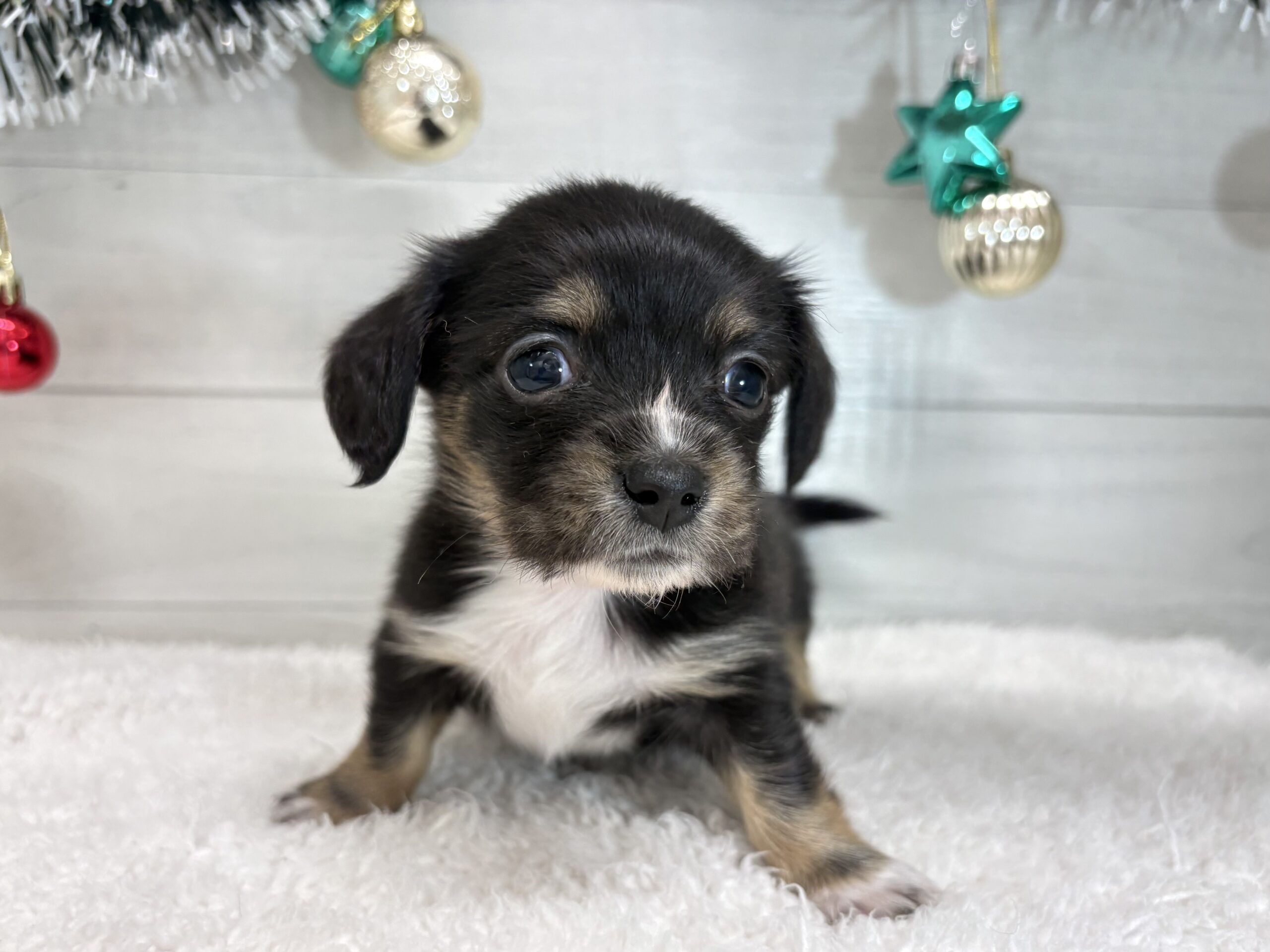 ①Mix(父チワワ(ロング)×母ミニチュアダックスフンド(ロング)