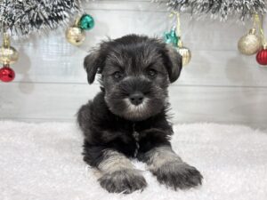 ④ミニチュアシュナウザー￥295,900(税込)→12/30まで￥262,900(税込)