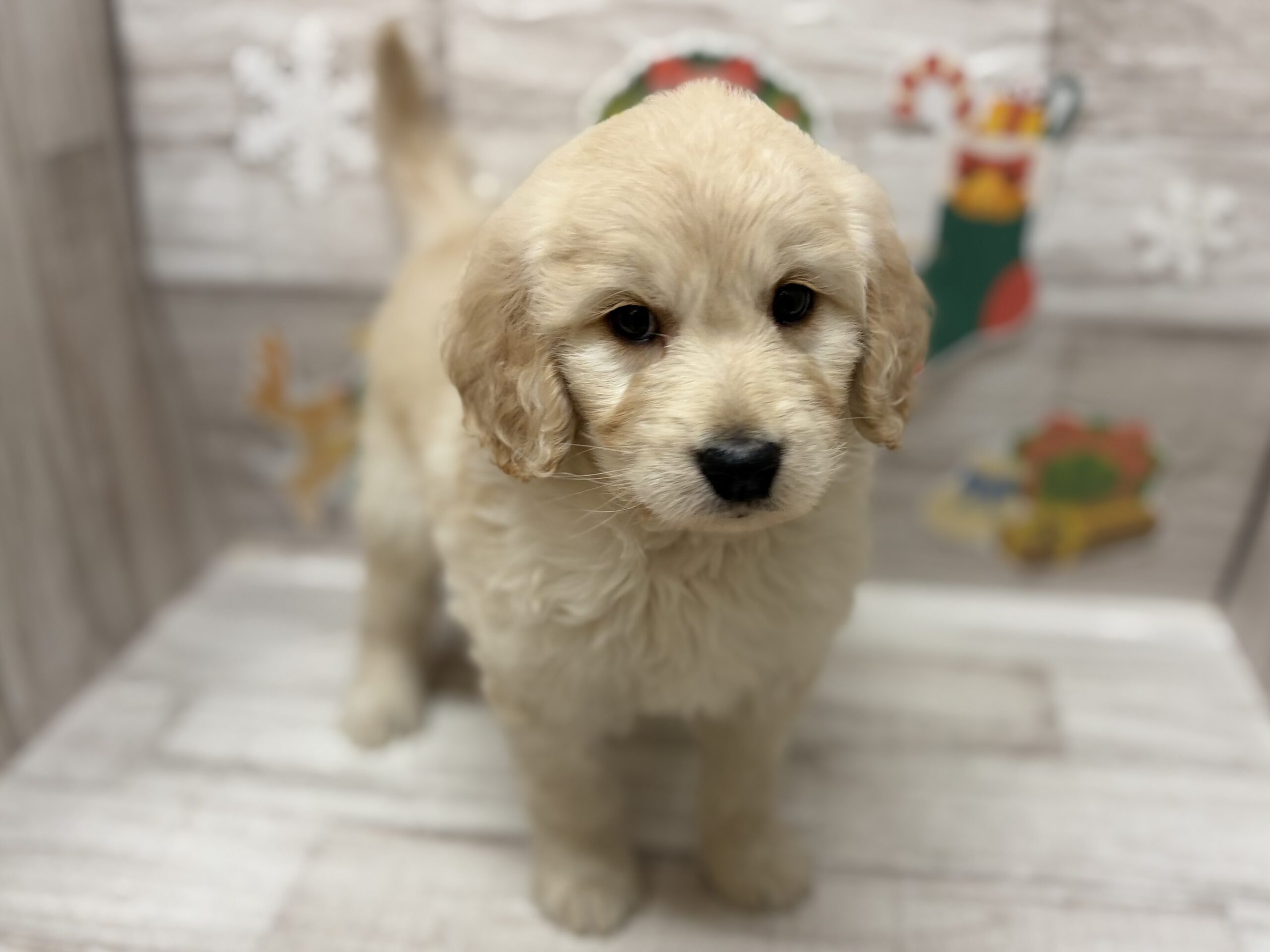 MIX(ゴールデンレトリバー×スタンダードプードル)