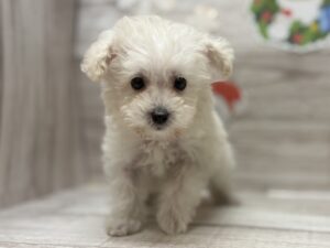 ①トイプードル　￥206,800(税込)
