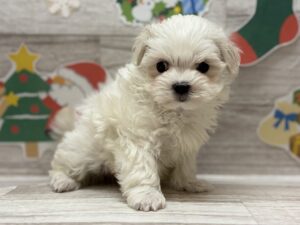 ②マルチーズ　￥250,800(税込)