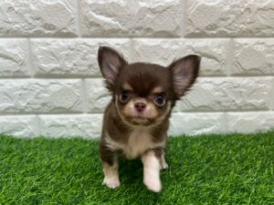 チワワ(ロング)￥460,900(税込)→1/12まで￥427,900(税込)