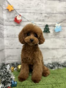 ⑤トイプードル　￥217,800(税込)→12/31まで￥140,800(税込)