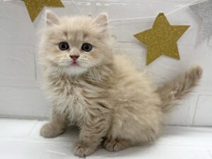 ④スコティッシュフォールド(立耳)￥317,900(税込)