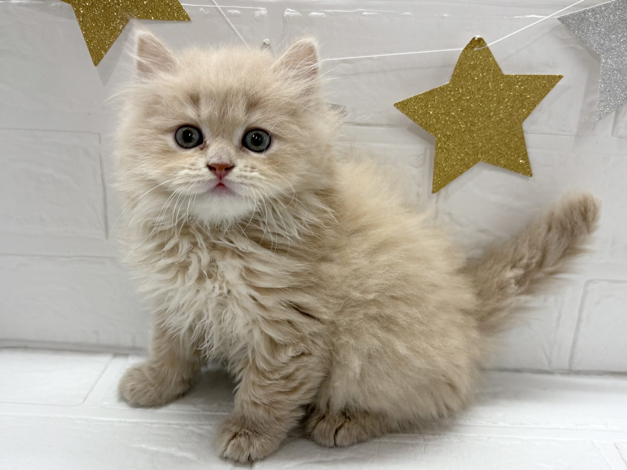 ④スコティッシュフォールド(立耳)