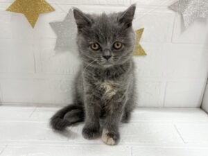 ②ブリティッシュショートヘア￥284,900(税込)