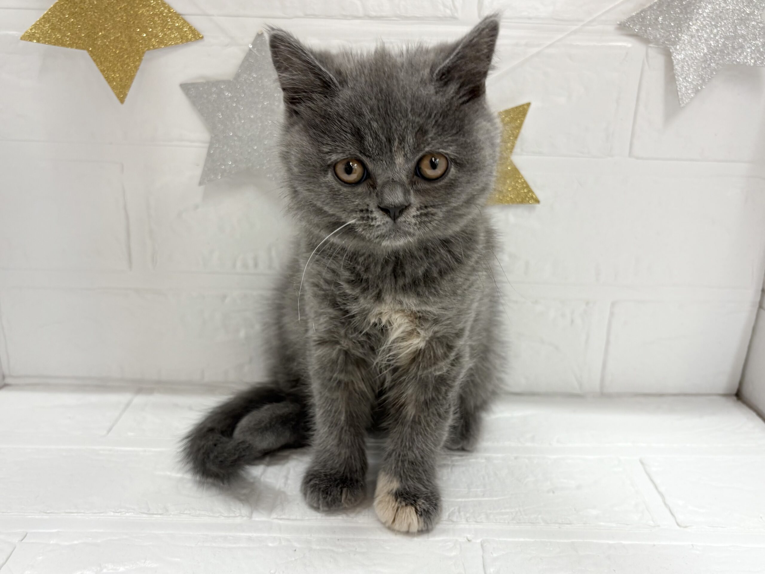 ②ブリティッシュショートヘア