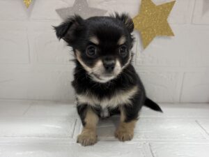 ③チワワ(ロング)￥317,900(税込)→12/30まで￥284,900(税込)