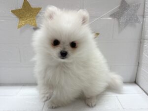 ⑦ポメラニアン　￥328,900(税込→12/30まで￥295,900(税込))