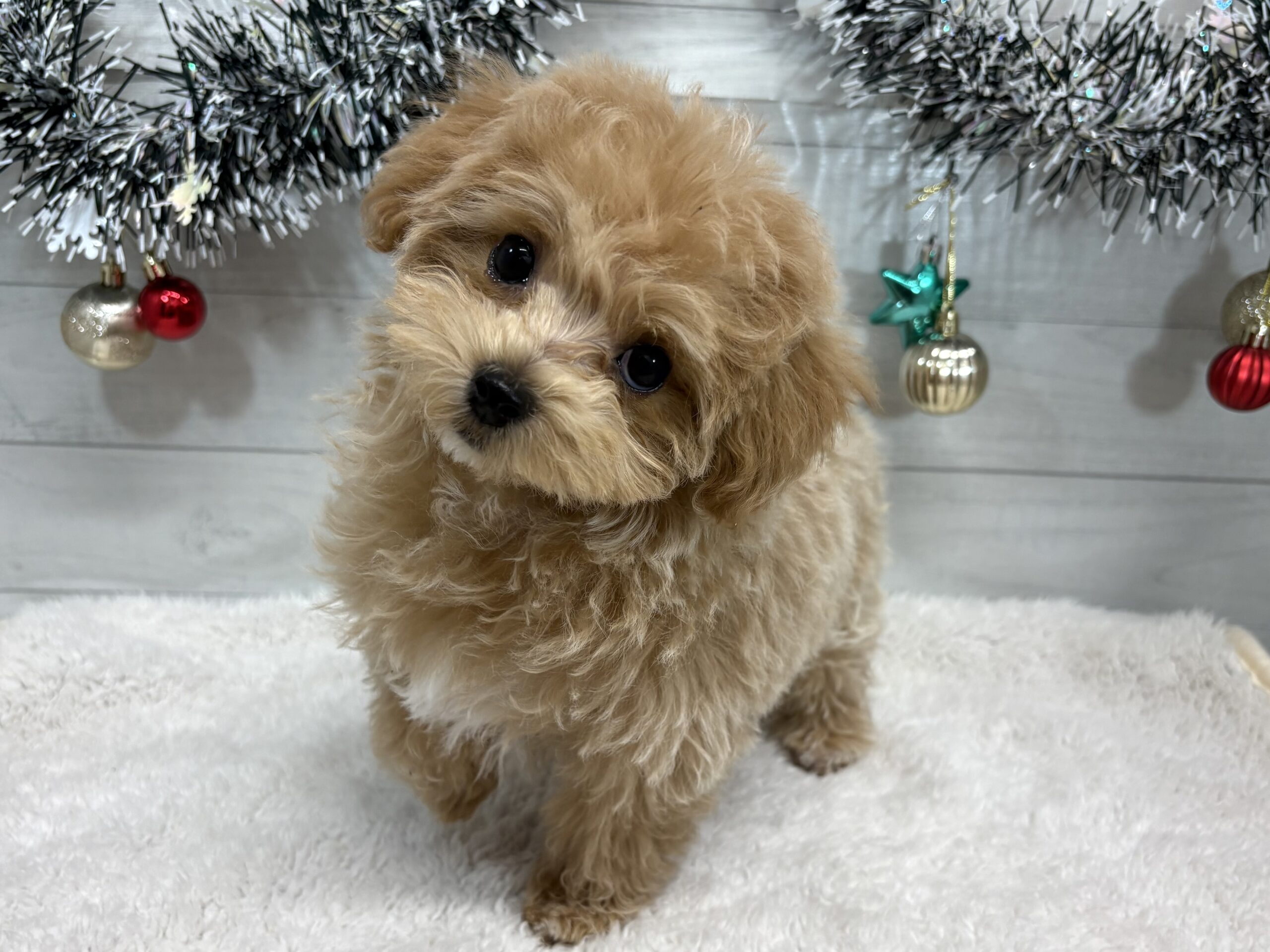 ④MIX(父トイプードル×母マルチーズ)