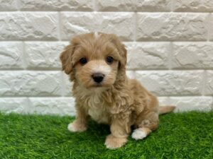 MIX(マルチーズ×トイプードル)