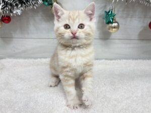 スコティッシュフォールド(立耳)￥240,900(税込)→12/30まで￥207,900(税込)