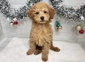 トイプードル￥185,900(税込)→￥152,900(税込)