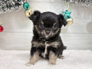 ②チワワ(ロング)￥240,900(税込)→12/30まで￥207,900(税込)