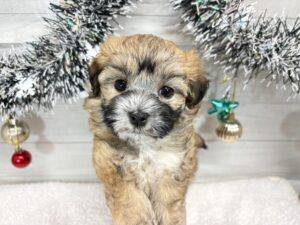 ⑫Mix(父ポメラニアン×母トイプードル)￥196,900(税込)→12/30まで￥163,900(税込)