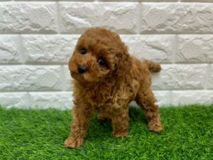 トイプードル￥317,900(税込)→12/30まで￥284,900(税込)