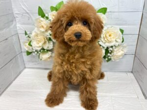 トイプードル ￥152,900(税込)