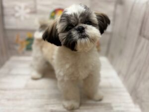 ①シーズー　総額￥295,180(税込)→12/30まで￥180,000(税込)