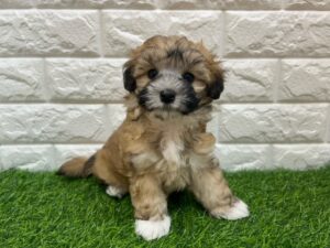 Mix(父ポメラニアン×母トイプードル)￥196,900(税込)→1/12まで￥163,900(税込)