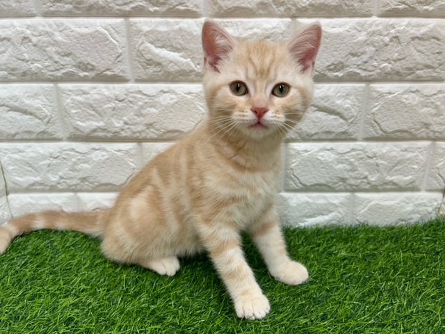 スコティッシュフォールド(立耳)