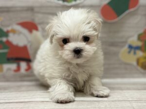 ③マルチーズ　￥250,800(税込)