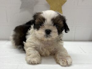 ①シーズー￥317,900(税込)→12/30まで￥284,900(税込)