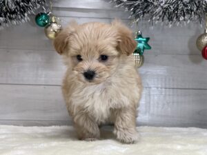 ⑧Mix(父マルチーズ×母トイプードル)￥251,900(税込)→12/30まで￥218,900(税込)