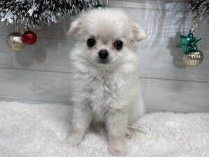 ⑫チワワ(ロング)￥361,900(税込)→￥328,900(税込)