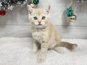 スコティッシュフォールド(立耳)￥251,900(税込)→12/30まで￥218,900(税込)