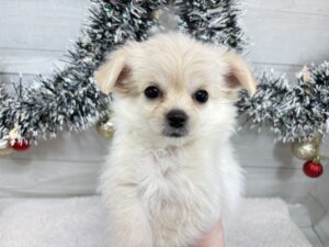 ⑩MIX(父チワワ(ロング)×母マルチーズ)￥273,900(税込)→12/30まで￥240,900(税込)