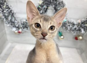 ⑯アビシニアン￥295,900(税込)→12/30まで￥262,900(税込)