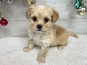 ⑧Mix(父チワワ(ロング)×母トイプードル)￥262,900(税込)→12/30まで￥229,900(税込)