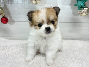 ⑪Mix(父ポメラニアン×母マルチーズ)￥394,900(税込)→12/30まで￥361,900(税込)