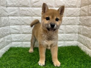 柴犬￥218,900(税込)→12/30まで￥185,900(税込)