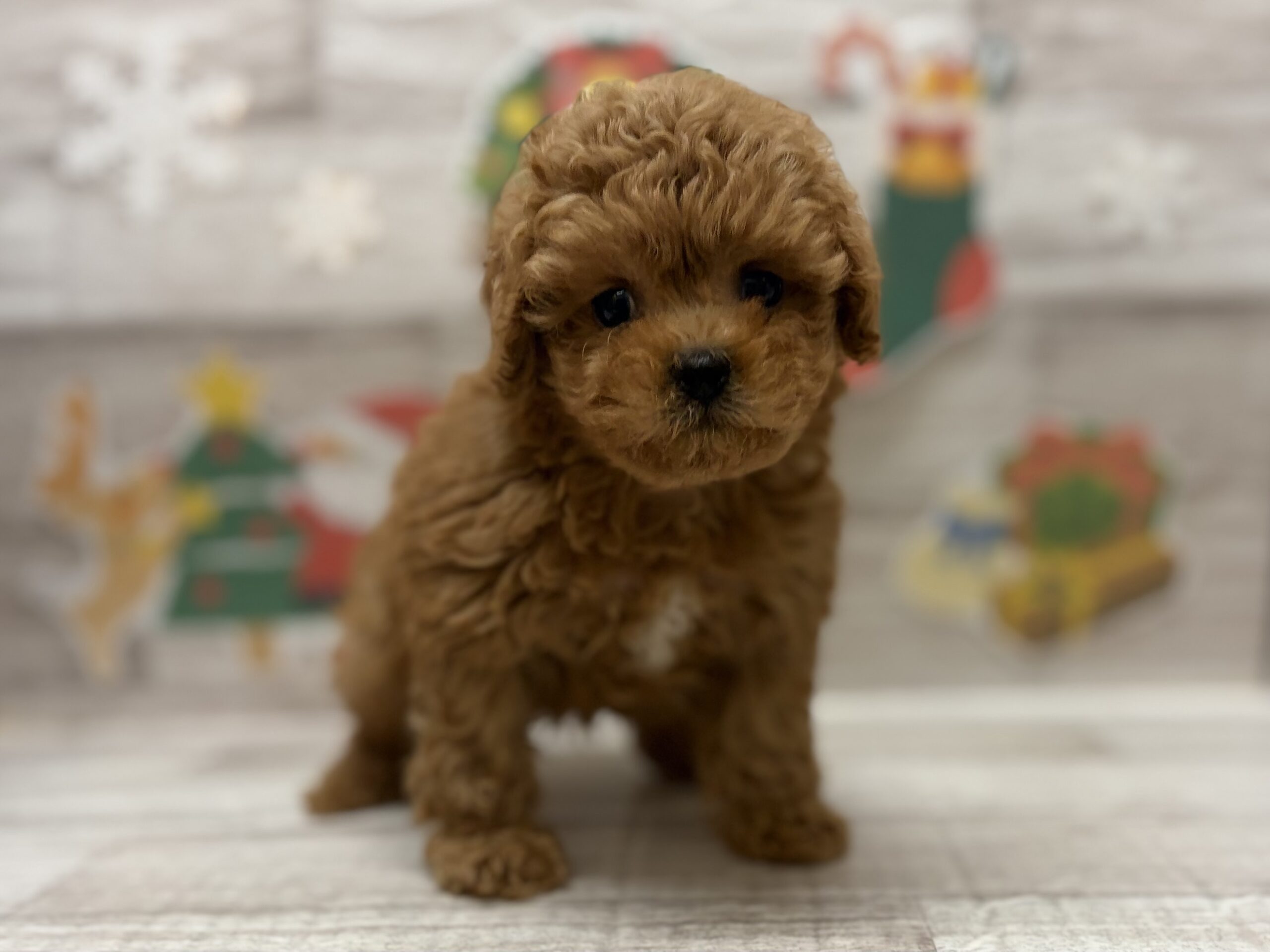 ④Mix(ペキニーズ×トイプードル)