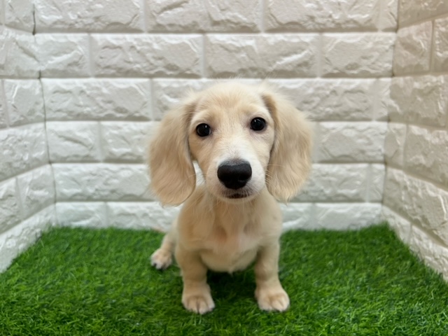 ミニチュアダックスフンド(ロング)