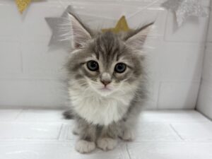 ⑥ノルウェージャンフォレストキャット￥328,900(税込)→12/30まで￥295,900(税込)