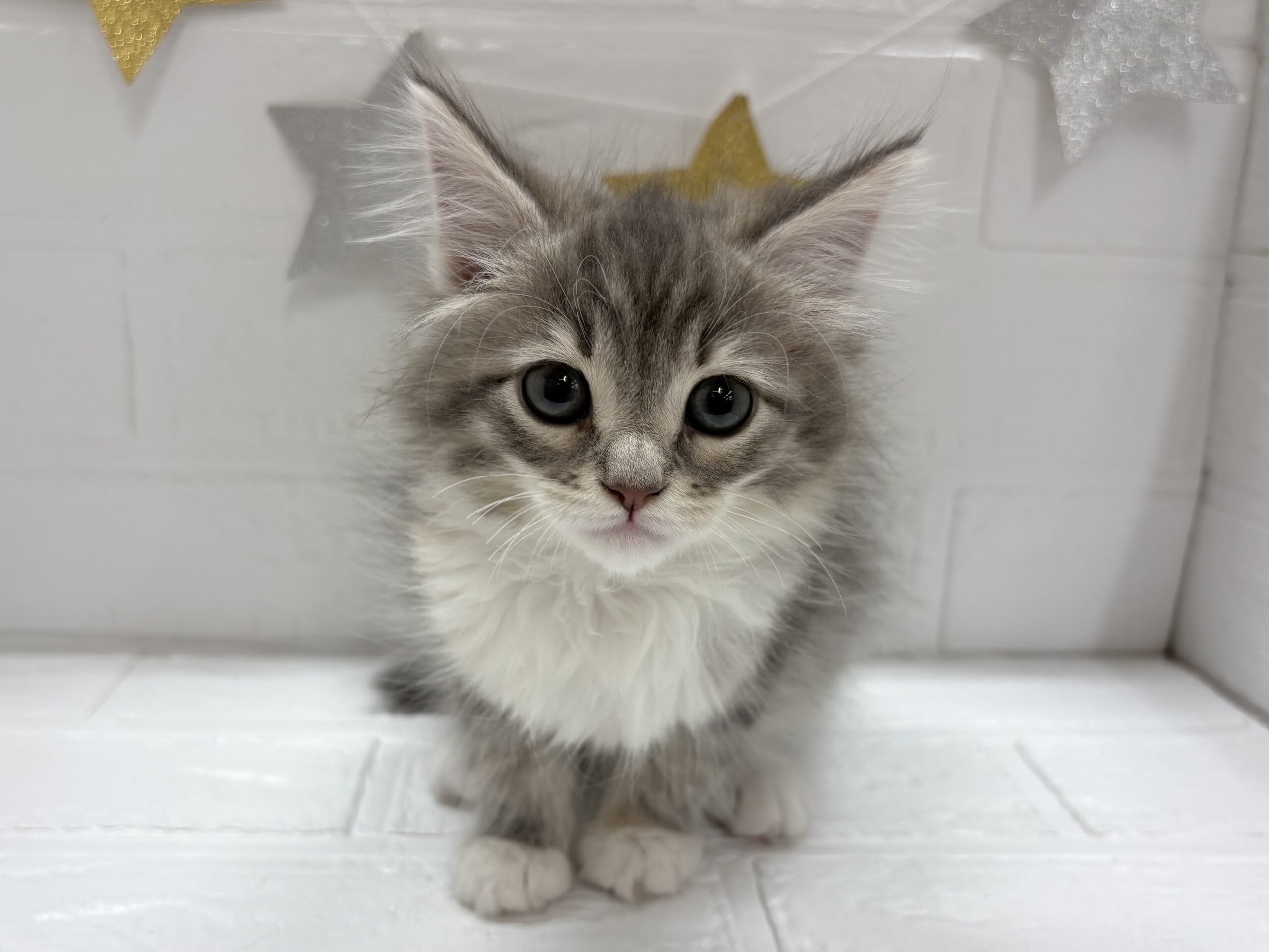 ⑥ノルウェージャンフォレストキャット