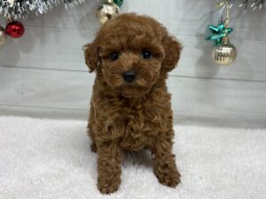 ①トイプードル￥317,900(税込)→12/30まで￥284,900(税込)