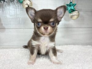 ③チワワ(ロング)￥460,900(税込)→12/30まで￥427,900(税込)