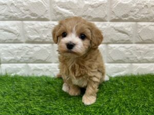 MIX(マルチーズ×トイプードル) ￥240,900(税込)→12/30まで￥207,900(税込)