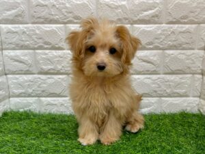 Mix(父マルチーズ×母トイプードル) ￥152,900（税込）