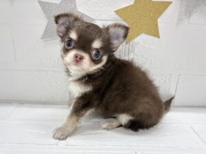 ①チワワ(ロング)￥405,900(税込)