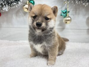 ⑪豆柴￥339,900(税込)→12/30まで￥306,900(税込)